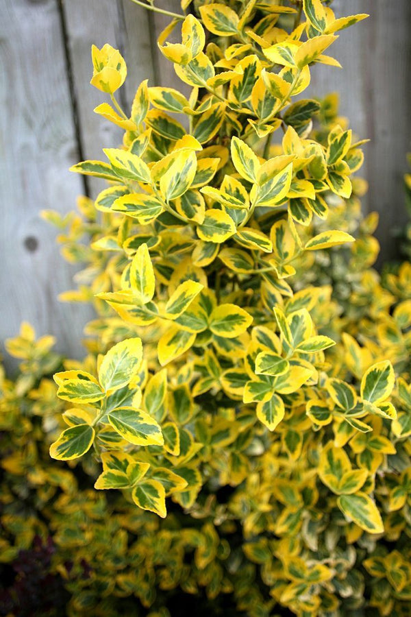 Altuni Taflan Sarı Euonymus Japonica Aurea