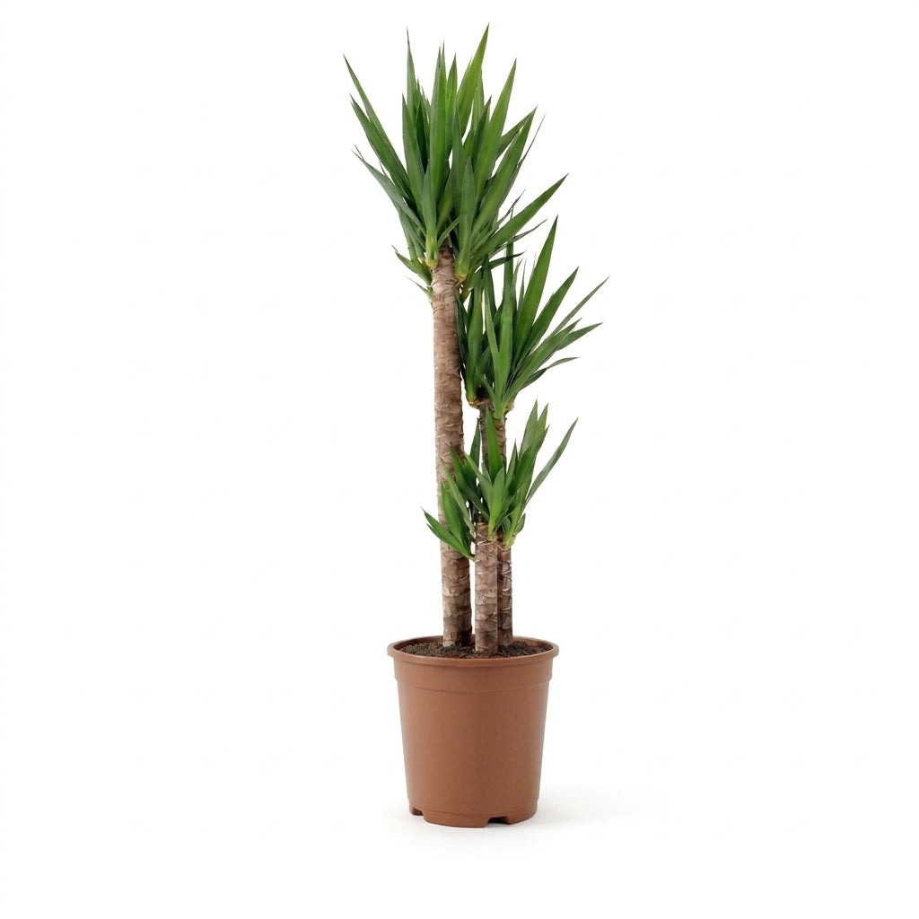 Yuka Palmiyesi (Yucca) 3 Gövde Büyük Boy İç Mekan Bitkisi 150-170cm