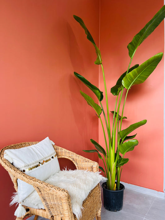 Starliçe – Üç Köklü Büyük Boy 180–200 cm | Cennet Kuşu Çiçeği | Gösterişli Salon Bitkisi