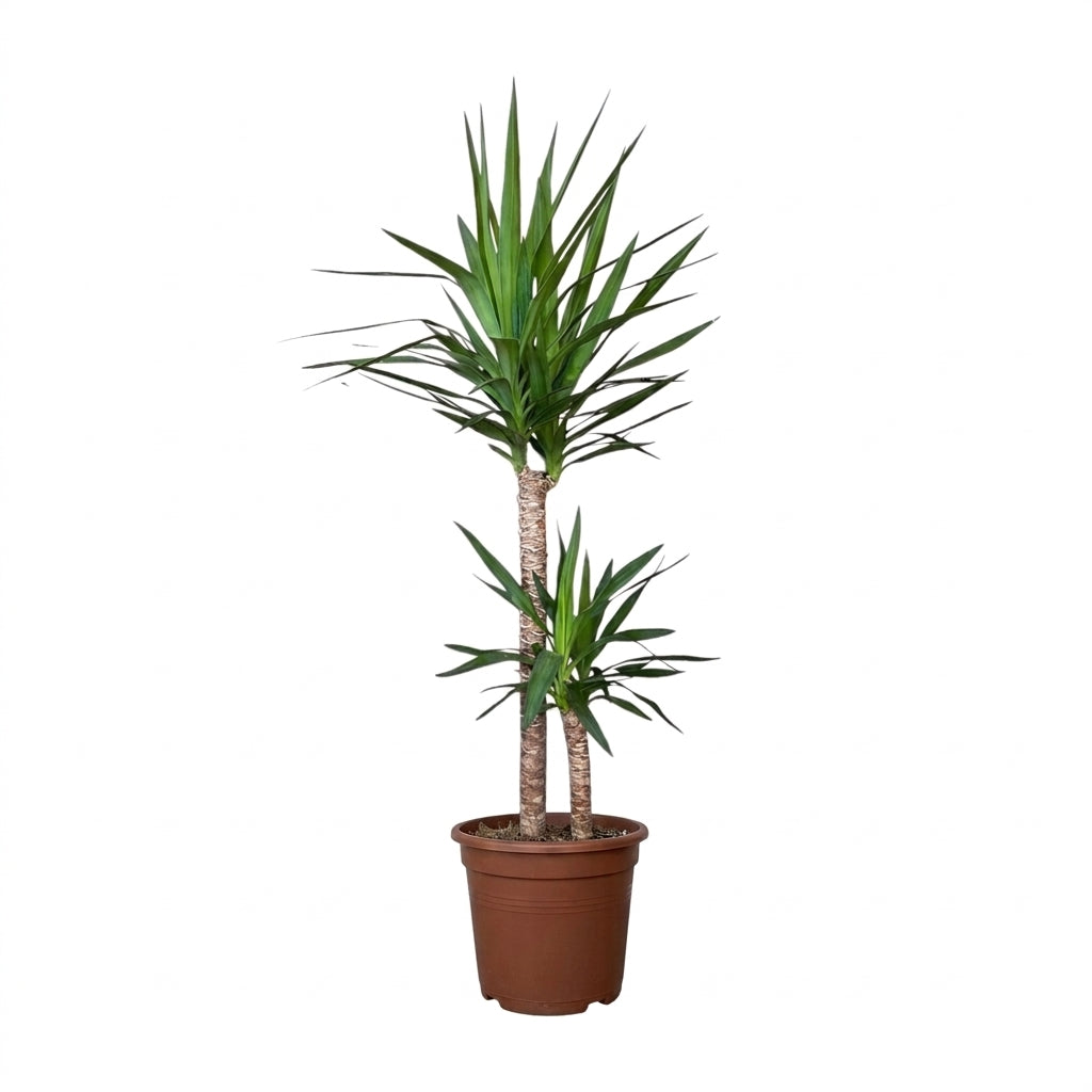 Yucca Massangeana Ruby 2 Gövdeli Yucca Bitkisi