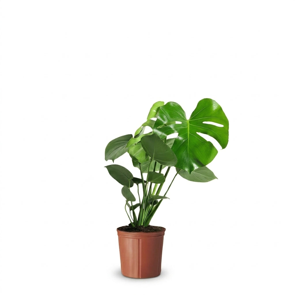 Monstera Deve Tabanı Çiçeği 30-40 cm