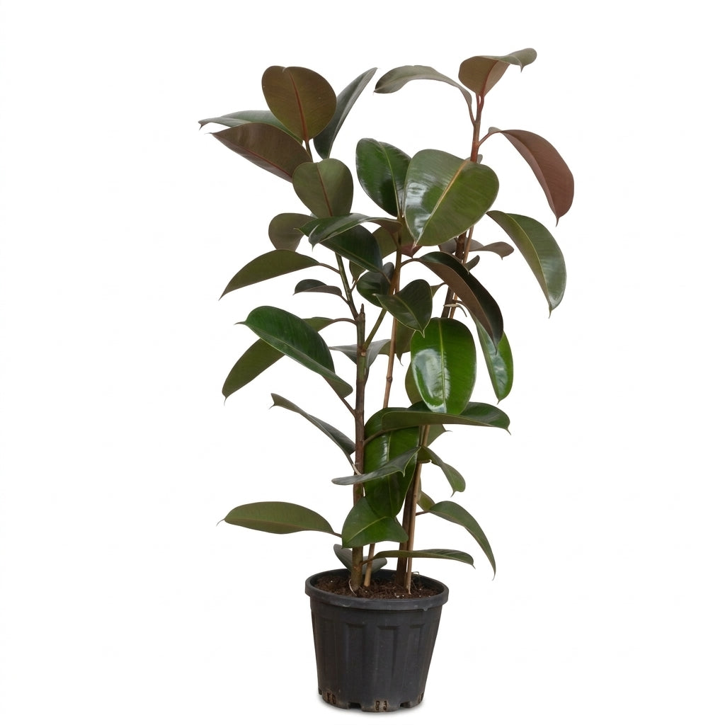 Kauçuk Çiçeği - Ficus Elastica Robusta Çift Köklü