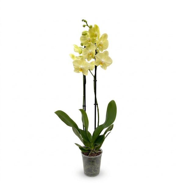 Sarı Orkide Çift Dallı İthal Canlı Phalaenopsis Salon Bitkisi