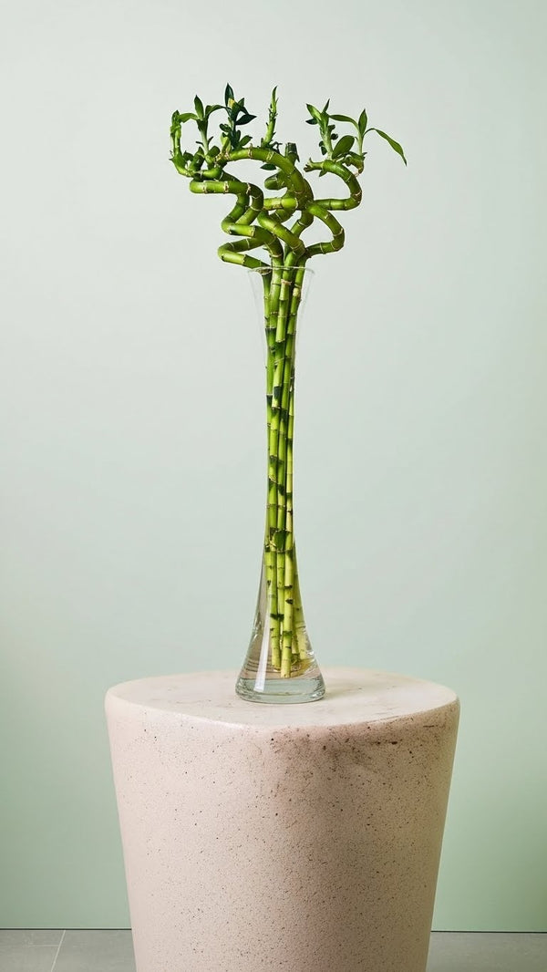 Şans Bambusu 6’lı Fil Vazo | Lucky Bamboo Dekoratif Masaüstü Bitki