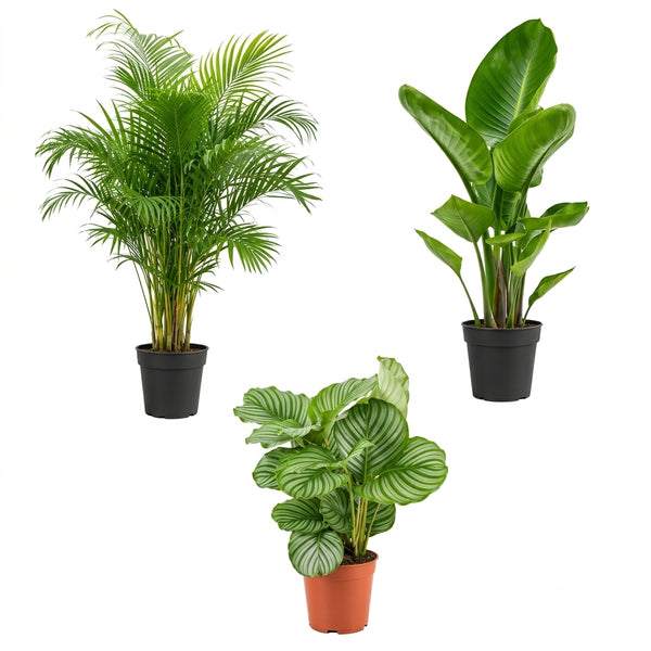 Favori Bitki Seti Areka Palmiyesi, Starliçe ve Calathea Orbifolia