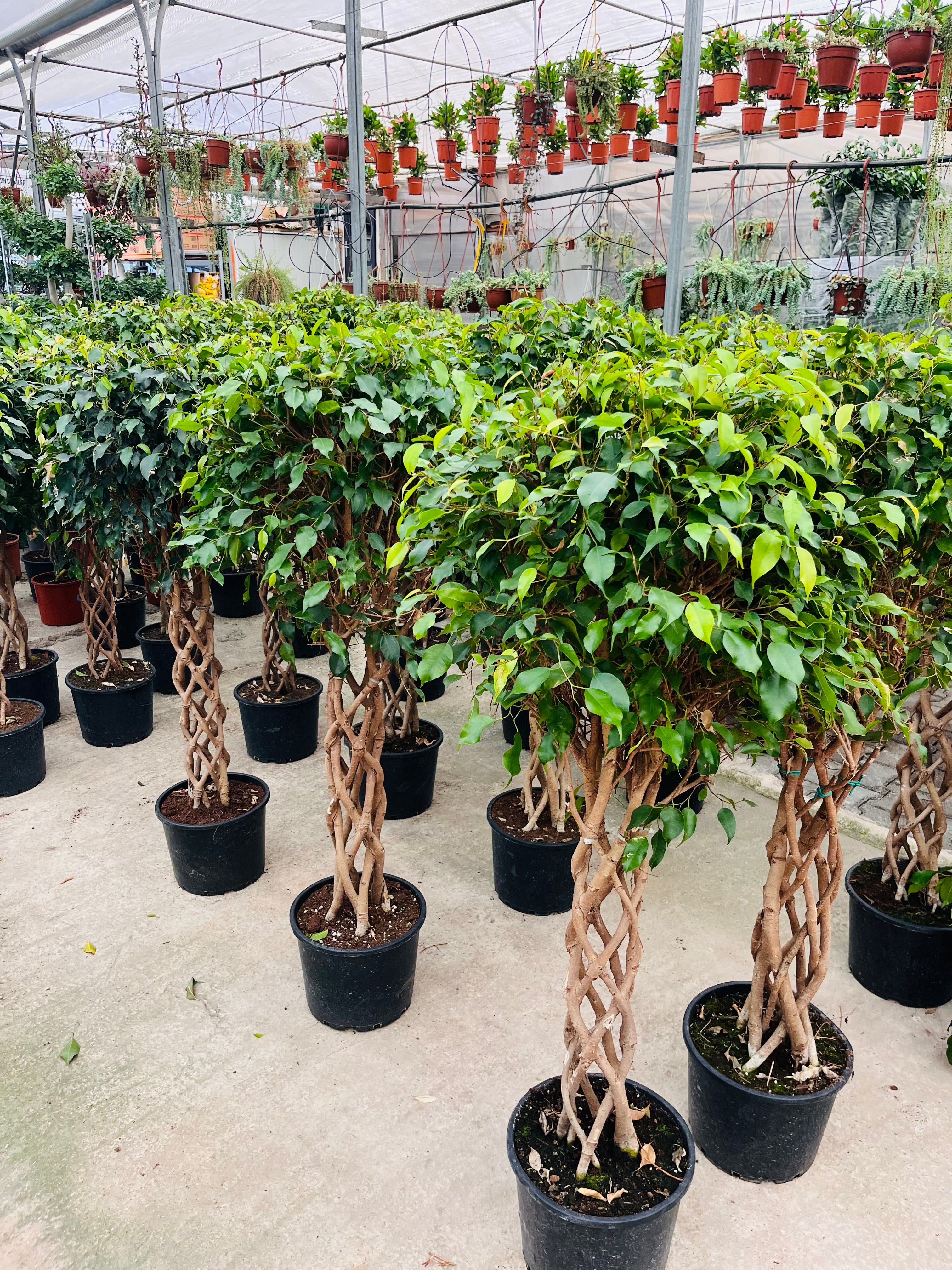 Benjamin Örgülü Kafes Ağlayan İncir Ağacı (Ficus Benjamin Danielle)