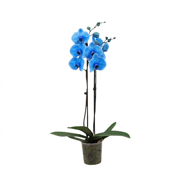 Orkide Mavi Çift Dallı İthal (Phalaenopsis)