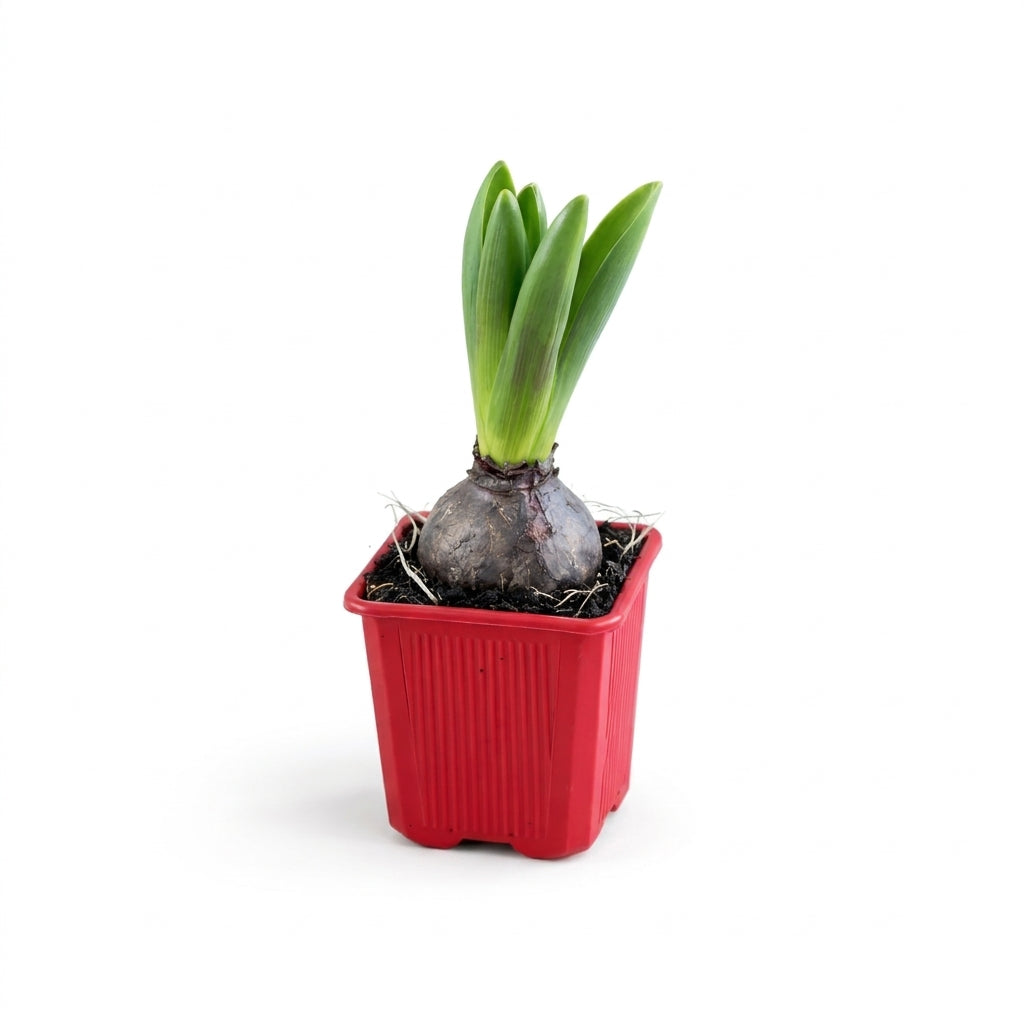 Sümbül Çiçeği Sümbül Soğanı Hyacinthus Orientalis Kokulu Saksı Bitkisi