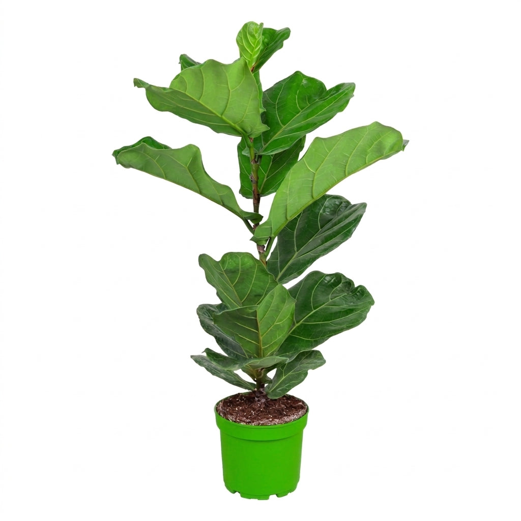 Kauçuk Çiçeği Keman Yapraklı Ficus Lyrata 90-100 cm