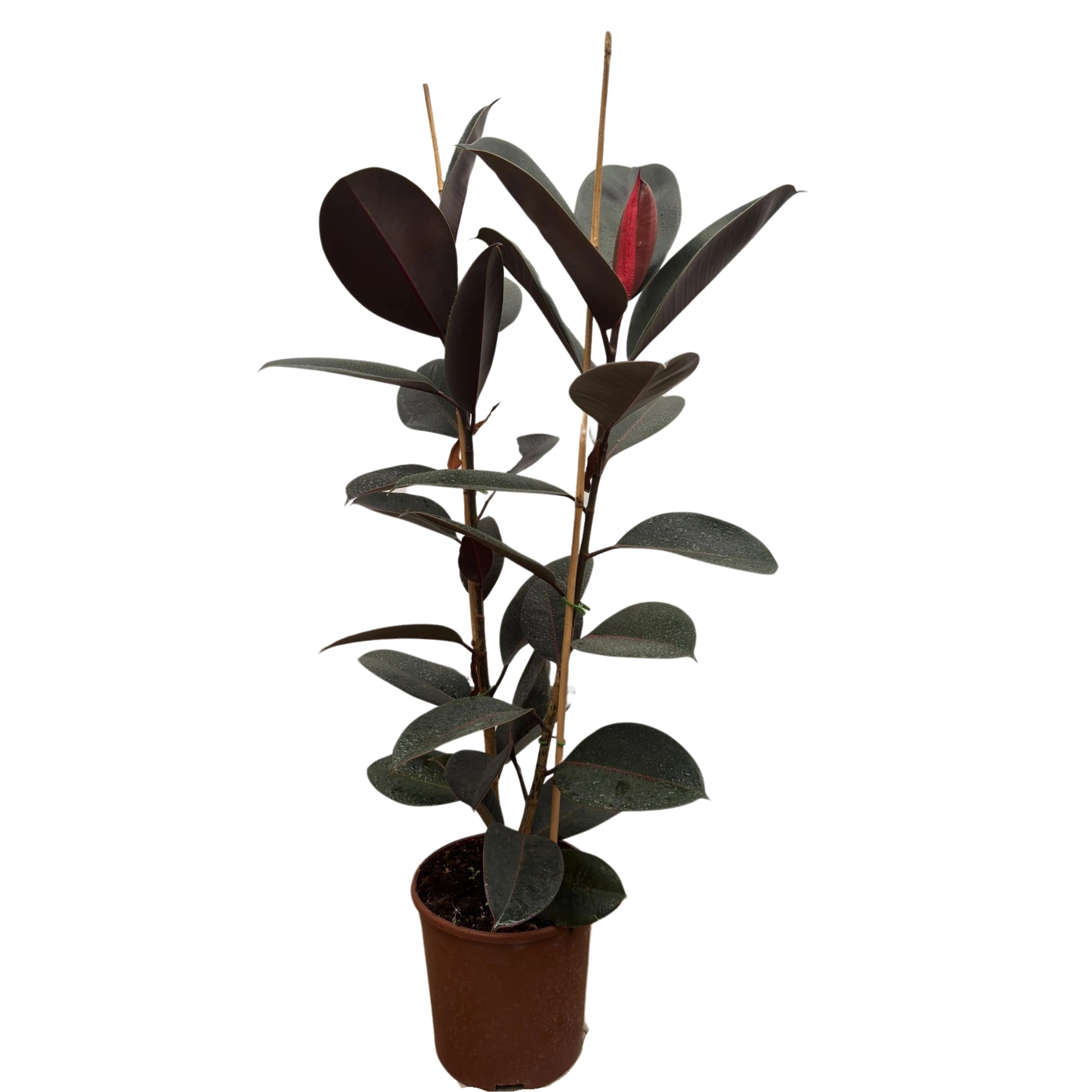 Ficus Elastica Abidjan - Siyah Kauçuk Çiçeği - 2 Gövdeli - İç Mekan Bitkisi