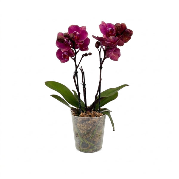 Çift Dal Multi Orkide Özel Tür Canlı Phalaenopsis 40-50 cm