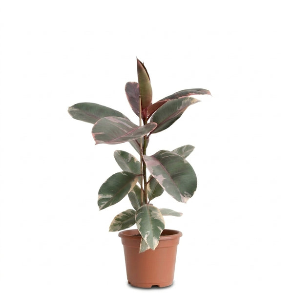 Alacalı Kauçuk Çiçeği Ficus Elastica Tineke Tek Köklü – Dekoratif Salon Bitkisi