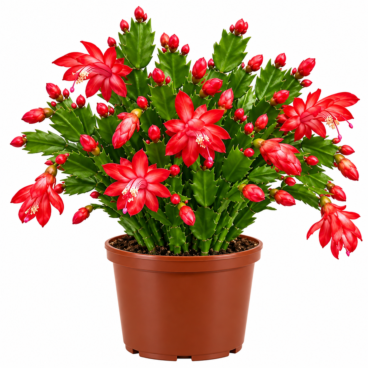 Yılbaşı Çiçeği Schlumbergera Büyük Boy Kaktüs