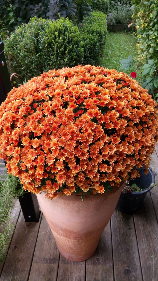 XXL Kasımpatı (Chrysanthemum morifolium)