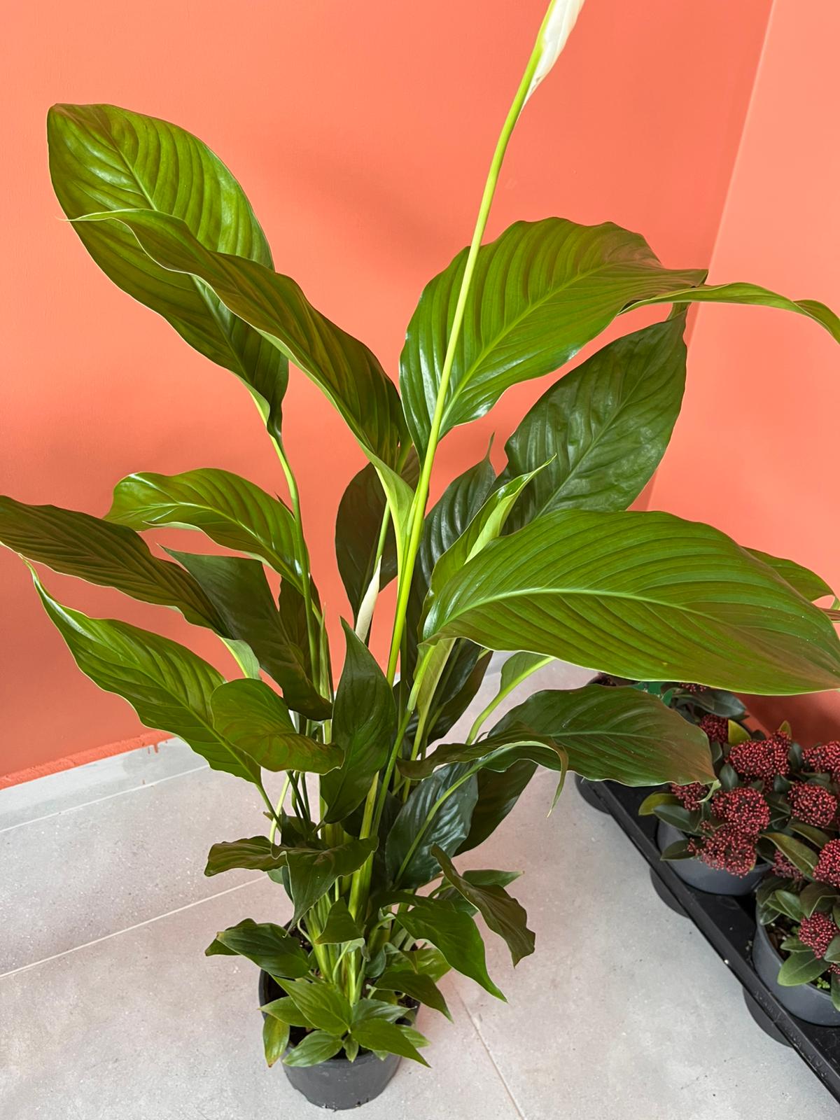 Spathiphyllum Barış Çiçeği Canlı İç Mekan Salon Bitkisi Yelken Çiçeği