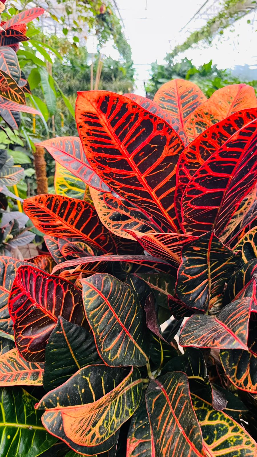 Codiaeum Variegatum – Kroton Bitkisi | Renkli Yapraklı