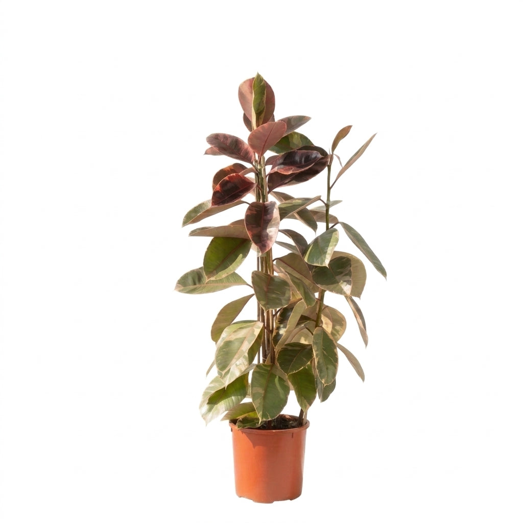 Renkli Kauçuk Çiçeği | Ficus Elastica Ruby - GREENVILA