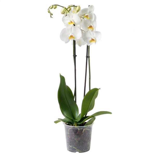 İthal Beyaz Orkide - Çift Dallı Canlı Phalaenopsis Orkide