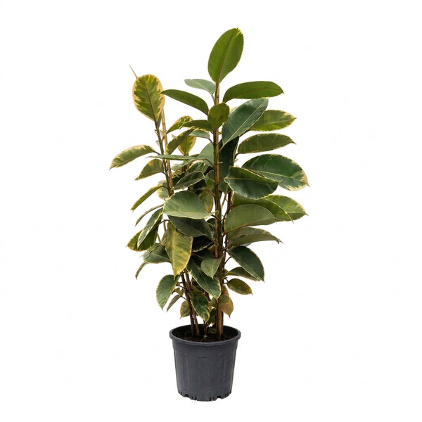 Alacalı Kauçuk iki gövdeli (Ficus Elastica Tineke) 100-120 cm