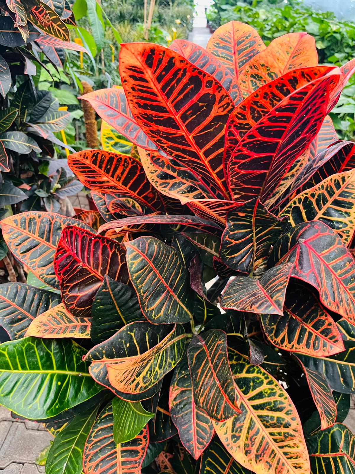 Codiaeum Variegatum – Kroton Bitkisi | Renkli Yapraklı