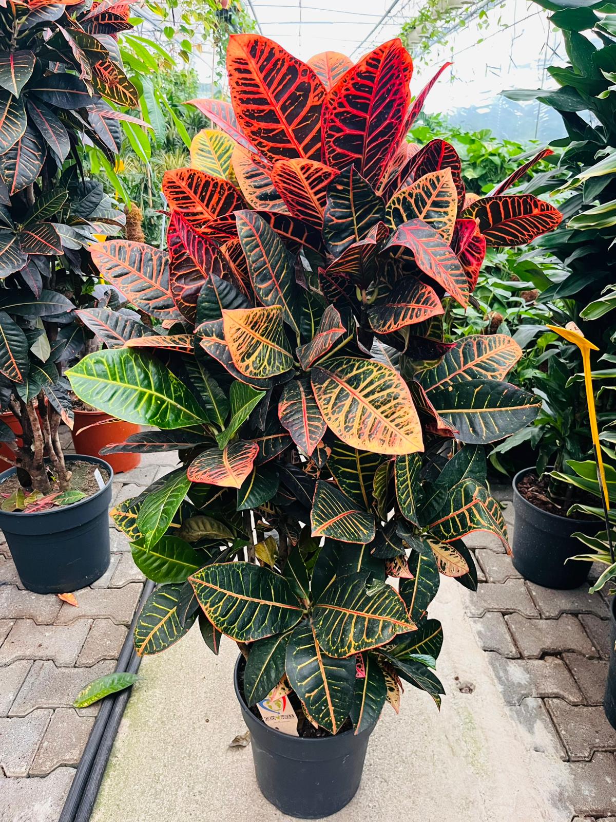 Codiaeum Variegatum – Kroton Bitkisi | Renkli Yapraklı