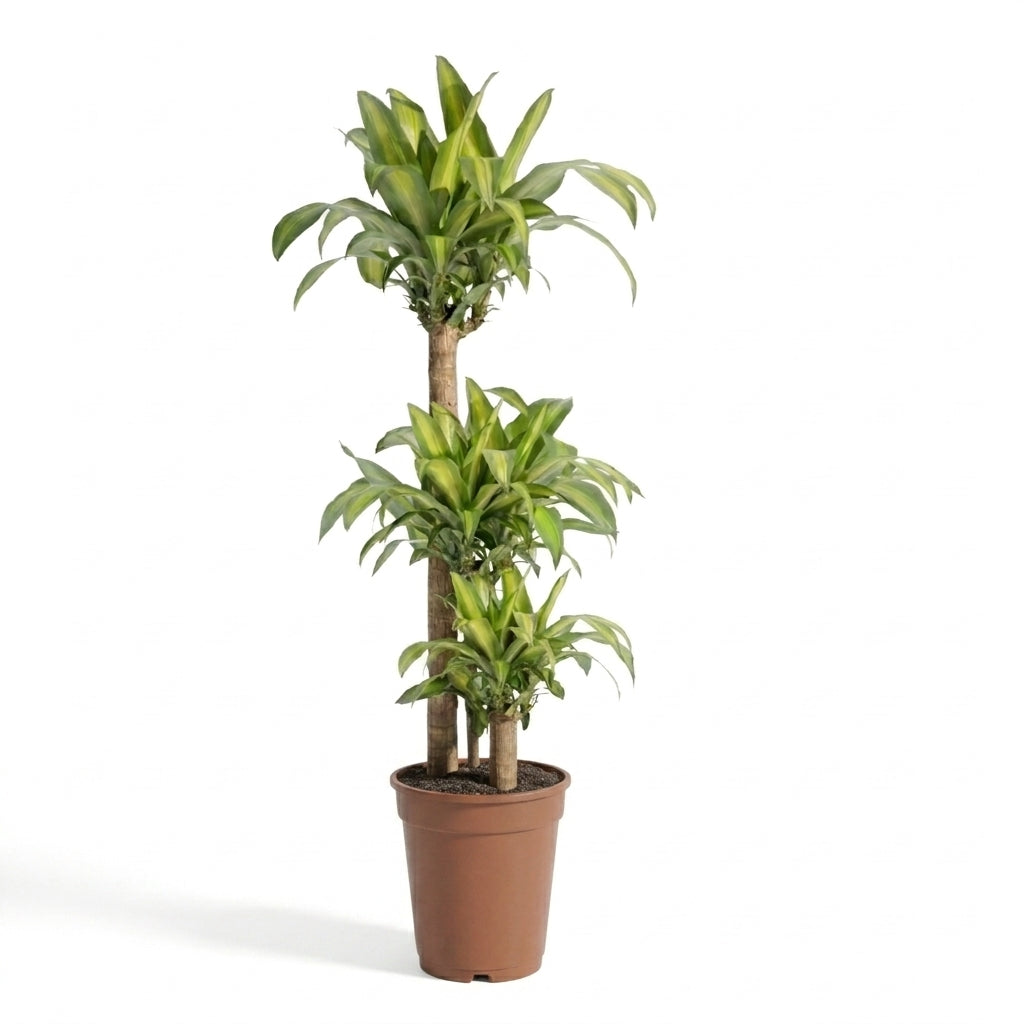 Dracaena Massengena 3 Gövdeli (Yucca Çiçeği) | 140-150 cm İthal Salon Bitkisi