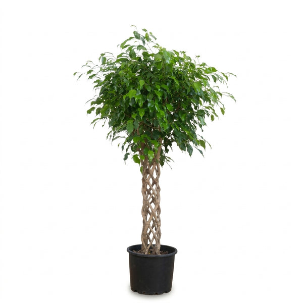 Benjamin Örgülü Kafes Ağlayan İncir Ağacı (Ficus Benjamin Danielle)