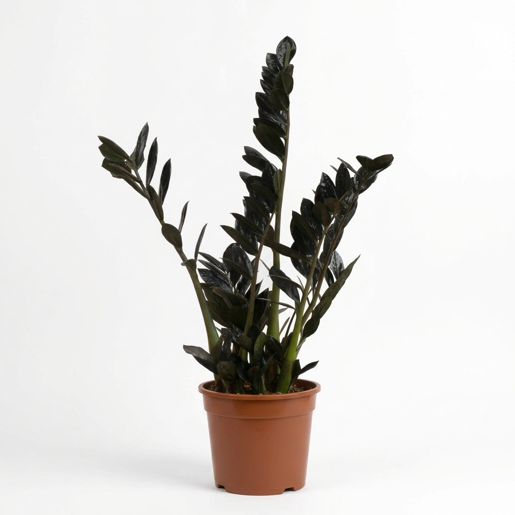 Siyah Zamia Zamioculcas Black Raven