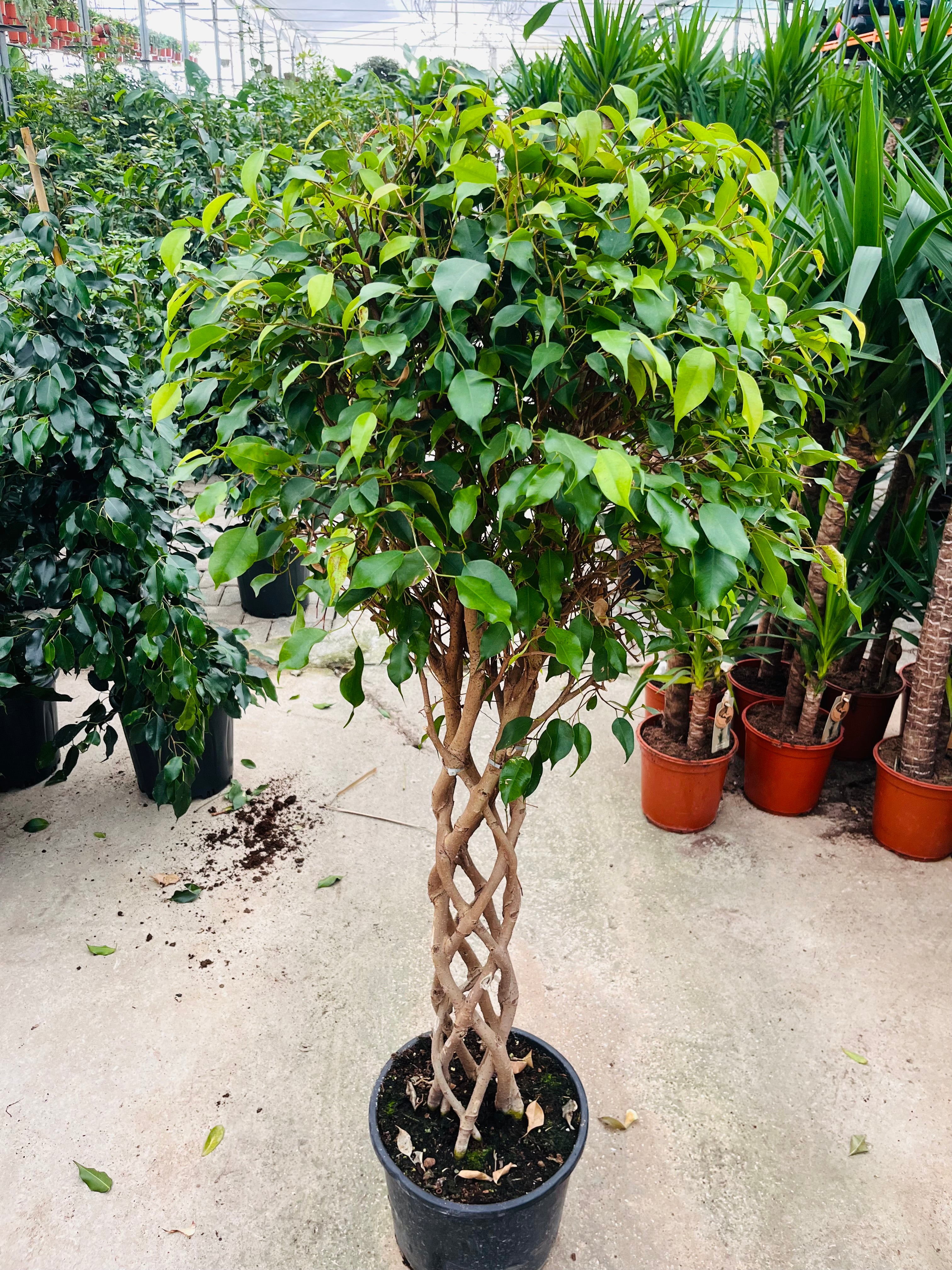 Benjamin Örgülü Kafes Ağlayan İncir Ağacı (Ficus Benjamin Danielle)