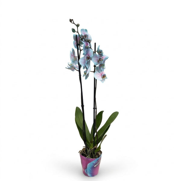 Cascade Perfect Gift Alacalı Mavi Orkide Özel Tasarım Çift Dallı