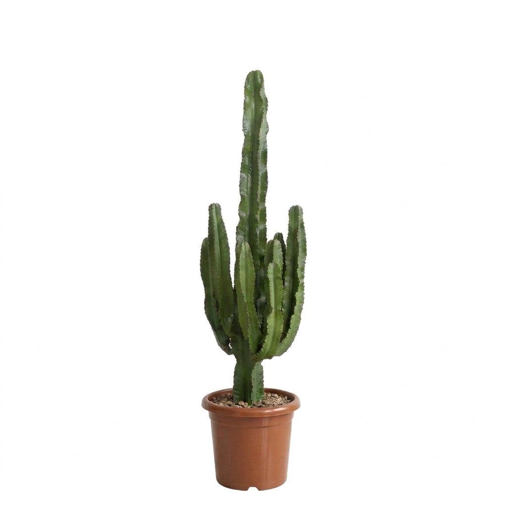 Euphorbia Ingens Eritrea Büyük Boy Kaktüs