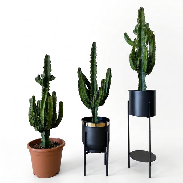 Euphorbia İgens Kaktüs (Eritrea) 60-70 cm | Büyük Boy Dekoratif Kaktüs & İç Mekan Bitkisi