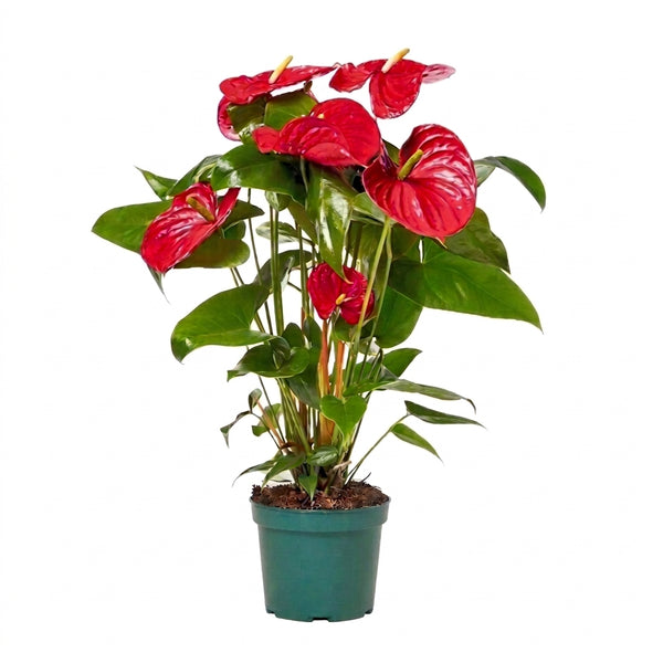 Atatürk Çiçeği Ponsetya Poinsettia Kırmızı Yılbaşı Bitkisi