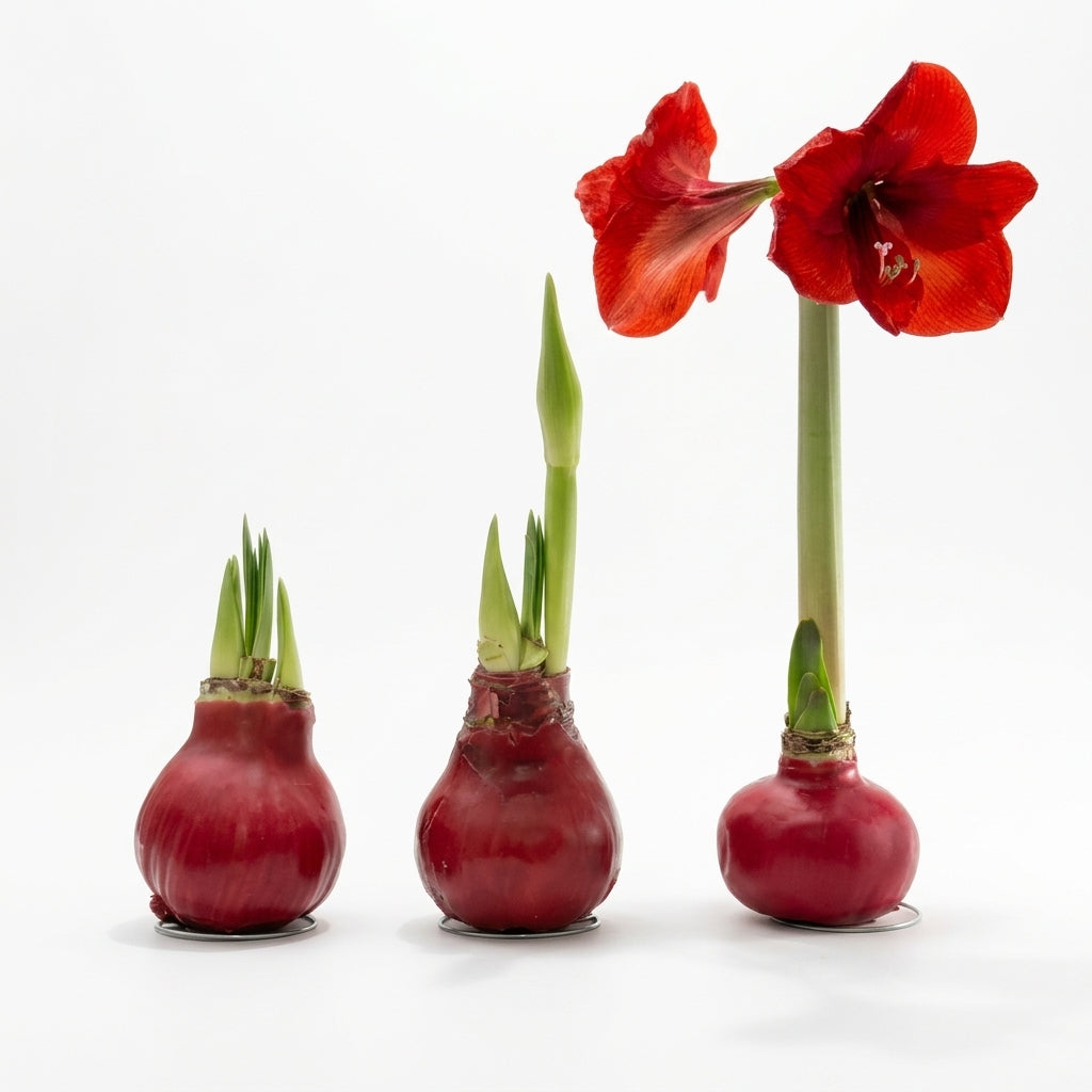 Amaryllis Mum Kaplama Tasarım Dekoratif Çiçek Sulama Gerektirmeyen Koleksiyonluk Bitki
