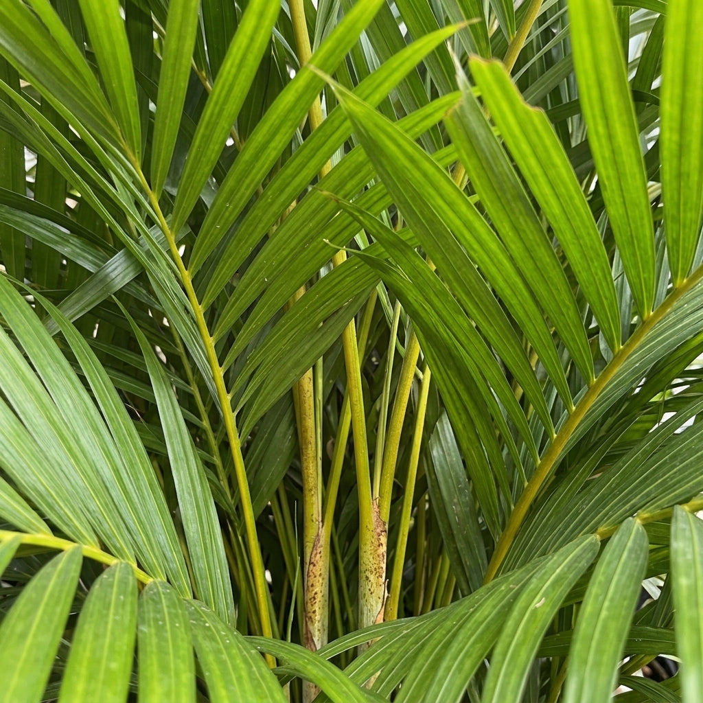 Areka Palmiyesi Dypsis Lutescens Salon Bitkisi Büyük Boy