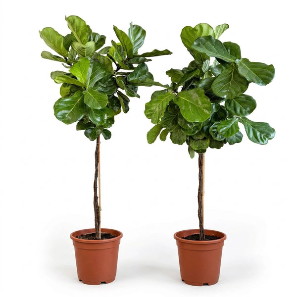 Ficus Lyrata Bambino Tijli Örgülü Kauçuk Bitkisi