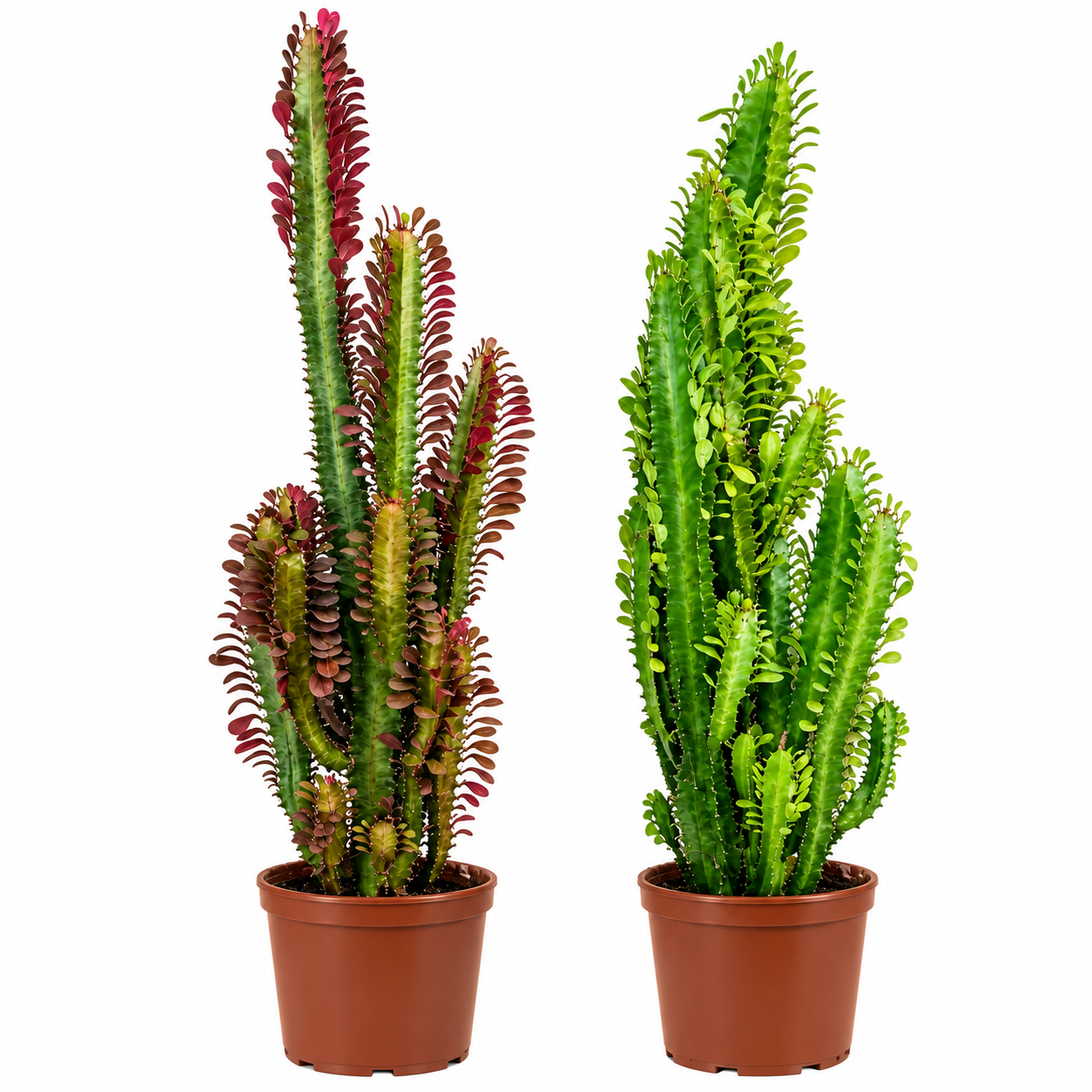 Euphorbia Trigona Afrika Süt Ağacı Kaktüs