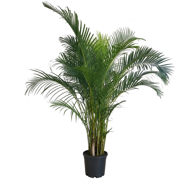 Areka Palmiyesi Dypsis Lutescens Salon Bitkisi Büyük Boy