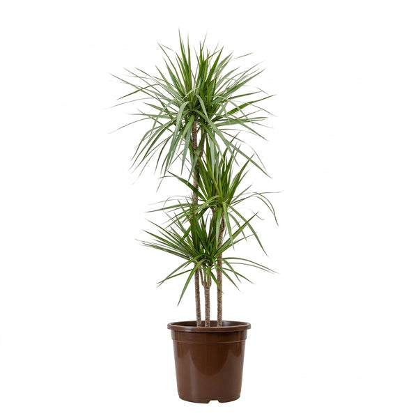 Dracaena Marginata Üç Kollu 140–160 – Ejder Ağacı Büyük Boy Salon Bitkisi