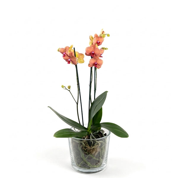 İthal Somon Orkide - Çift Dallı Canlı Phalaenopsis Orkide