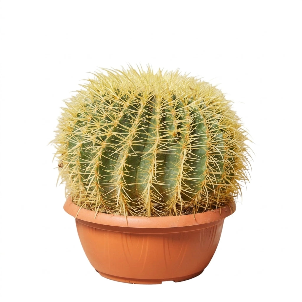 Echinocactus Grusonii Altın Fıçı Kaktüs Büyük Boy