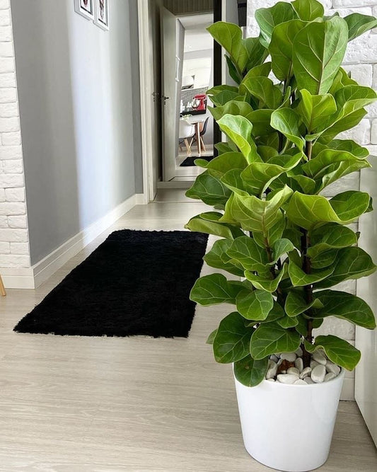 Ficus Lyrata Üç Köklü - Keman Yapraklı İncir 110-120 cm