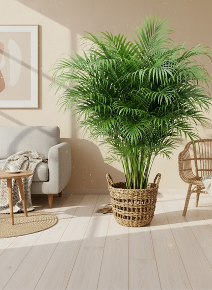 Areka Palmiyesi Areca Dypsis Lutescens 140-160cm