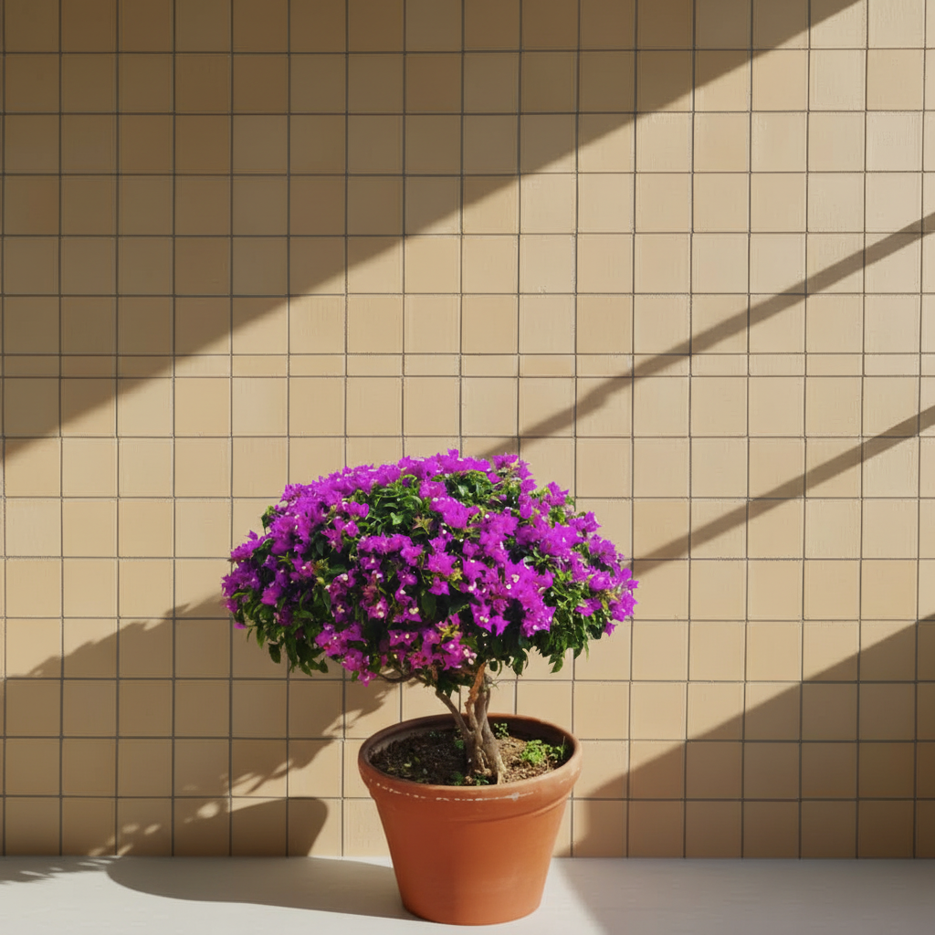 Bodur Begonvil XXL Büyük Boy Satın Al | Dolgun Form Çiçekli Begonvil