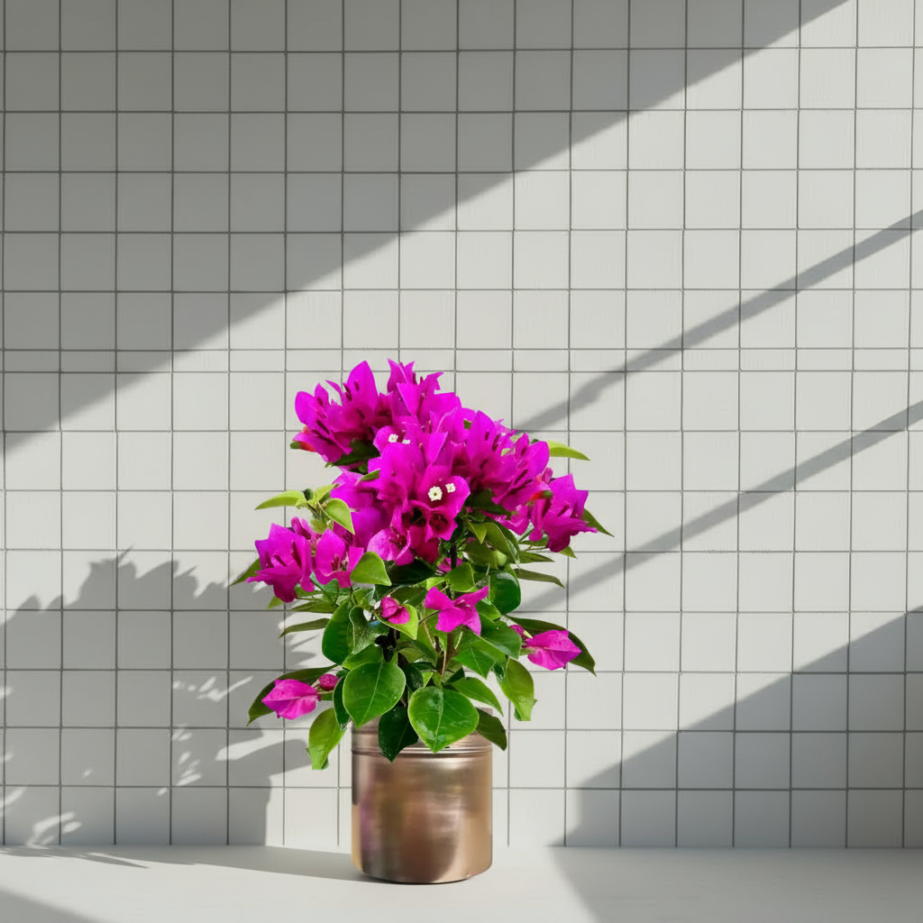 Balkon Seti Yasemin 100-120 cm Lavanta Begonvil Masa Boy | Çiçekli Balkon Bitki Seti