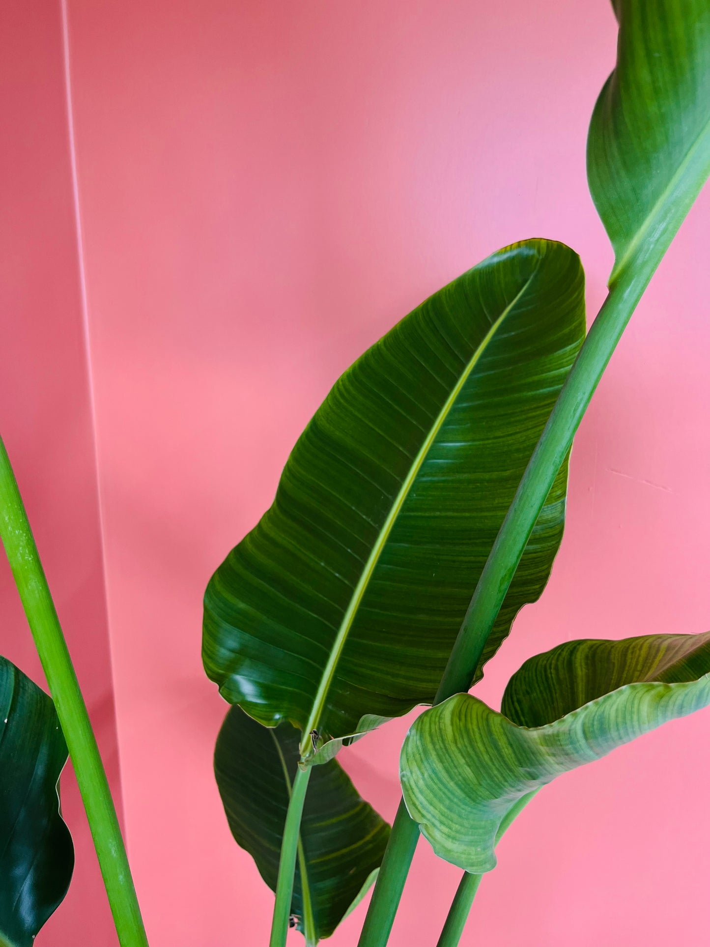 Starliçe- Üç Köklü Cennet Kuşu Çiçeği- Strelitzia Nicolai