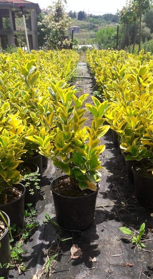Altuni Taflan Sarı (Euonymus Japonica Aurea)