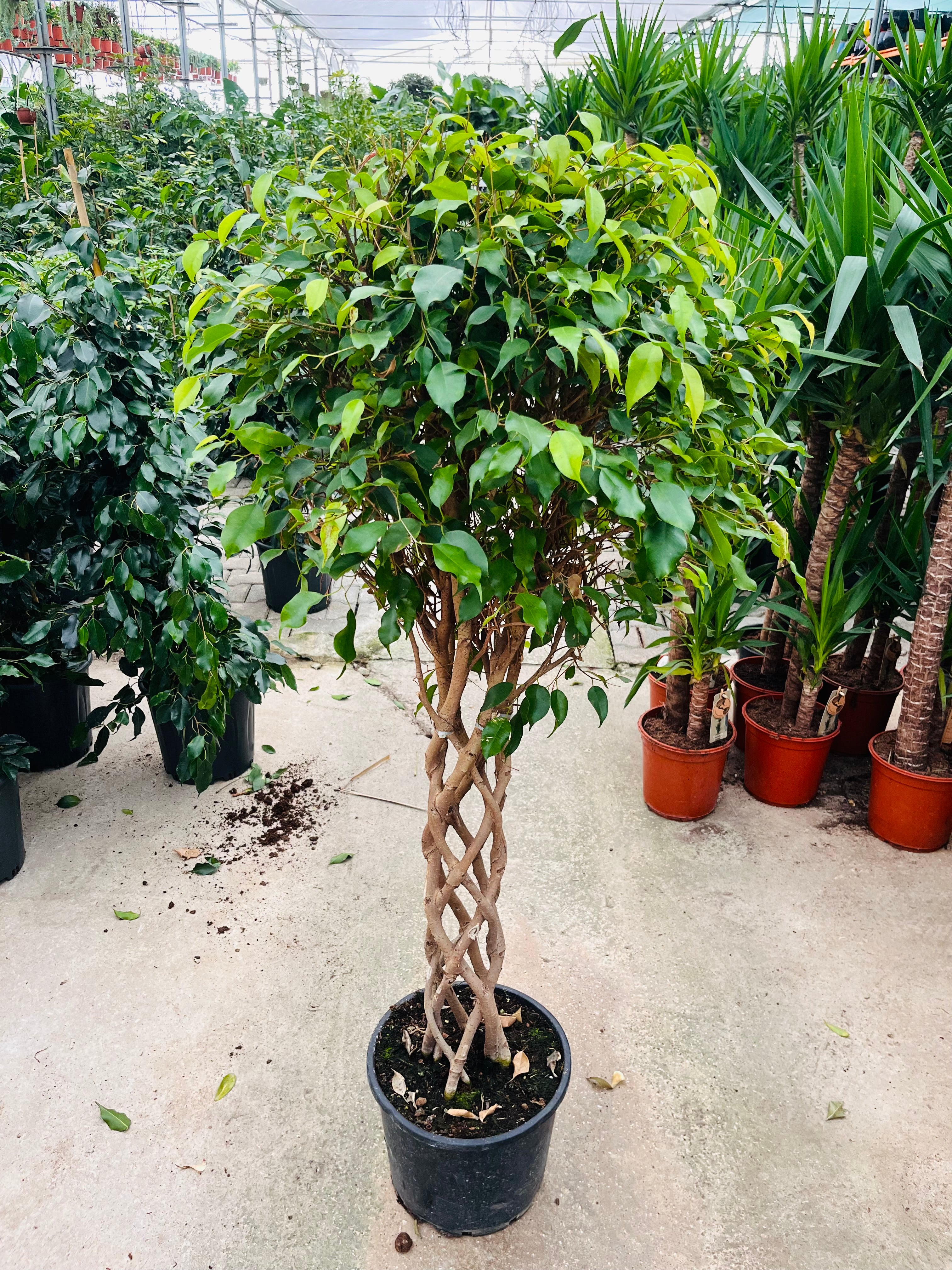 Benjamin Örgülü Kafes Ağlayan İncir Ağacı (Ficus Benjamin Danielle)