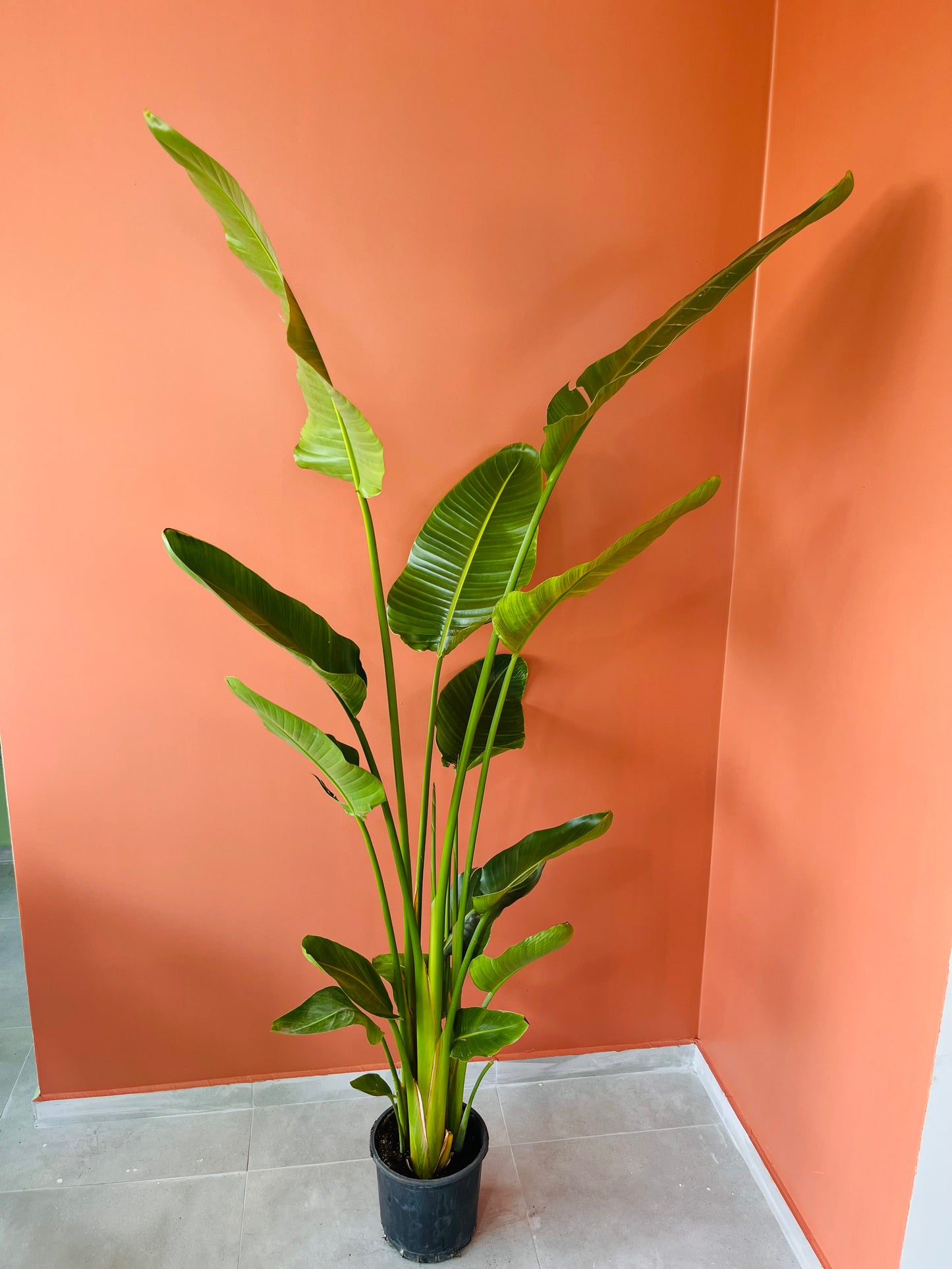 Starliçe- Üç Köklü Cennet Kuşu Çiçeği- Strelitzia Nicolai