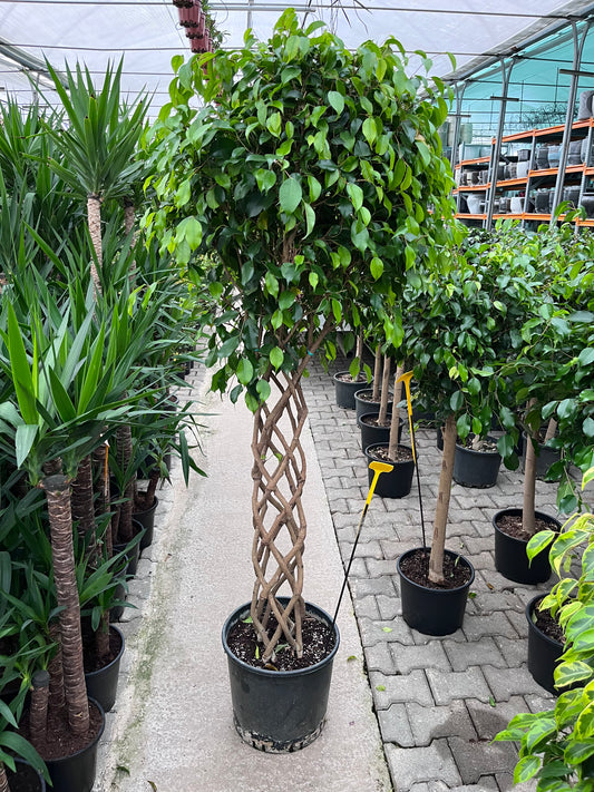 Ficus Benjamin Örgülü Gövde - Dev Boy XL 200 cm | Salon ve Ofis İçin İkonik Ağaç